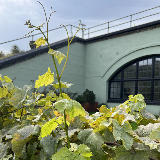 Adopt a Vine